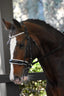 Lumiere Adeline Hanoverian Leather Bridle