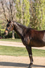 Lumiere Adeline Hanoverian Leather Bridle