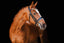 Lumiere Adeline Luxury Double Leather Bridle