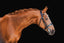 Lumiere Adeline Luxury Double Leather Bridle