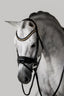 Lumiere Ariana Haoverian Bridle