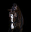 Lumiere Athens Luxury Leather Double Bridle