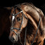 Lumiere Milan Convertible Leather Bridle