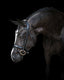 Lumiere Audrey Rolled Leather Hanoverian Bridle