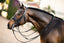 Lumiere Amie Luxury Double Leather Bridle
