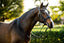 Lumiere Amie Luxury Double Leather Bridle