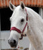 Premier Equine Fleece Padded Horse Head Collar - Equine Horse Wear