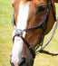 Premier Equine Glorioso Mexican Grackle Noseband - Equine Horse Wear