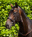 Premier Equine Liscio Plain Shaped Leather Browband - Equine Horse Wear