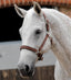 Premier Equine Plain Padded Horse Head Collar - Equine Horse Wear