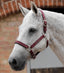 Premier Equine Plain Padded Horse Head Collar - Equine Horse Wear