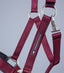 Premier Equine Plain Padded Horse Head Collar - Equine Horse Wear