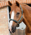 Premier Equine Plain Padded Horse Head Collar - Equine Horse Wear