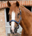 Premier Equine Plain Padded Horse Head Collar - Equine Horse Wear