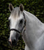 Premier Equine Rego Padded Leather Head Collar - Equine Horse Wear