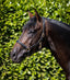 Premier Equine Rego Padded Leather Head Collar - Equine Horse Wear