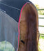 Premier Equine Sports Cooler Rug - Equine Horse Wear