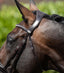 Premier Equine Stellazio Anatomic Snaffle Bridle with Flash - Equine Horse Wear