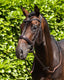 Premier Equine Verdura Anatomic Snaffle Bridle
