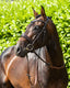 Premier Equine Verdura Anatomic Snaffle Bridle