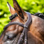 Premier Equine Verdura Anatomic Snaffle Bridle