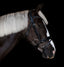 Lumiere Arcadia Hanoverian Luxury Leather Bridle