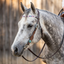 Not Just for the Elite: Everyday Equestrian Gear at The Saddlery Store