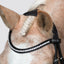 Lumi Pony Pera Bridle