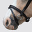 Lumi Pony Pera Bridle