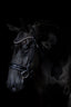 Lumiere Ariana Caveson Bridle