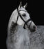 Lumiere Abigail Convertible Leather Bridle