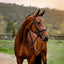'Amie' Flat Leather Bridle (Hanoverian) - Equine Horse Wear - Black / Cob