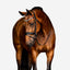 'Amie' Flat Leather Bridle (Hanoverian)