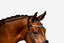 'Amie' Flat Leather Bridle (Hanoverian)