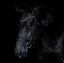 'Ariana' bridle (cavesson) - Equine Horse Wear - Black / Cob