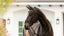 Lumiere Ariana Double Bridle