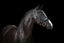 Lumiere Audrey Rolled Leather Hanoverian Bridle