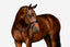 'Aurelie' Flat Leather Bridle (Hanoverian) - Equine Horse Wear - Black / Pony