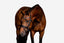 'Aurelie' Flat Leather Bridle (Hanoverian)