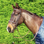 Cavallino Mclean Anatomic Bridle With Reins - Equine Horse Wear 