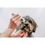 Clipper Aesculap Exacta Cordless - Equine Grooming 