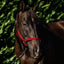 Flair Break Away Halter - Equine Horse Wear 