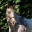 Flair Rope Multi Fleck Halter - Equine Horse Wear 
