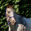 Flair Rope Multi Fleck Halter - Equine Horse Wear 