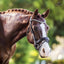 Lumiere Anastasia Convertible Leather Bridle