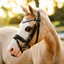 Lumi Pony Fairyfloss Bridle - Equine Horse Wear 