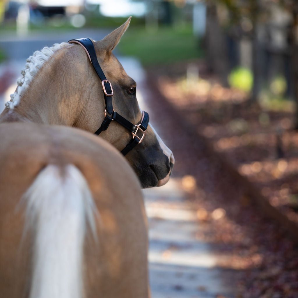 Lumi Pony Hollywood Leather Halter - Equine Horse Wear 