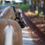 Lumi Pony Hollywood Leather Halter - Equine Horse Wear 