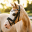 Lumi Pony Unicorn Bridle - Equine Horse Wear 
