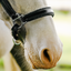 Lumi Pony Vegas Glitter Leather Halter